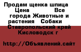 Продам щенка шпица.  › Цена ­ 15 000 - Все города Животные и растения » Собаки   . Ставропольский край,Кисловодск г.